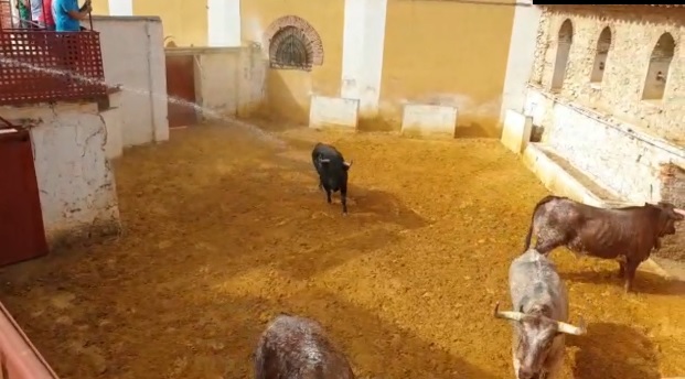 Serios E Imponentes Toros De Ferm N Bohorquez Para Calatayud