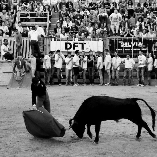 Toros en Cardona