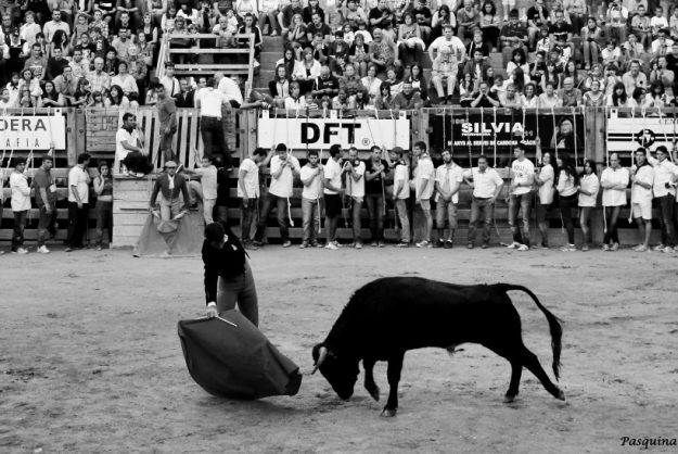 Toros en Cardona