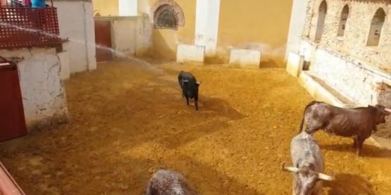 Toros Fermín Bohorquez Calatayud