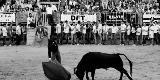Toros en Cardona