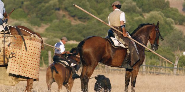 Ecología del toro bravo