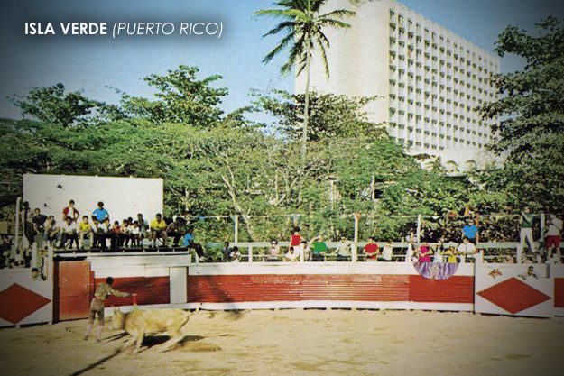 Toros en Puerto Rico