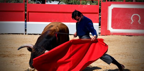 Imanol Sánchez tentando un novillo de José Daniel Guerrero RED