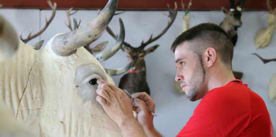 Promo Twitter La Casa del Toro Taxidermia Alhama sin logo